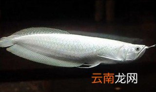 怎么养龙鱼? 养龙鱼技巧 如何养好龙鱼