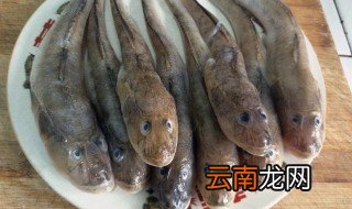 沙光鱼养殖技术 如何养好沙光鱼