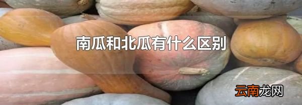 南瓜和北瓜有什么区别