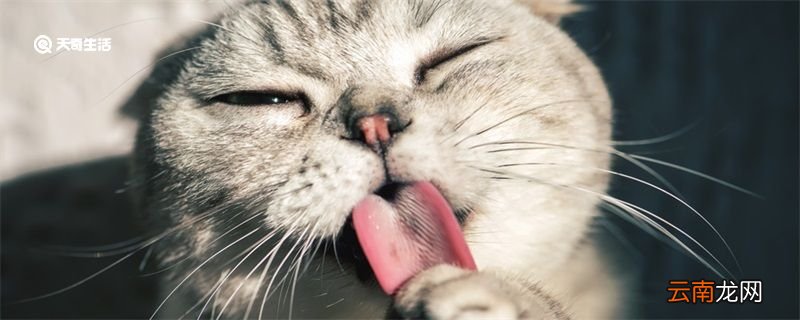 猫为什么要吃老鼠 猫吃老鼠的原因是什么
