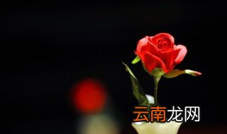 66支玫瑰什么意思 66支玫瑰是什么意思
