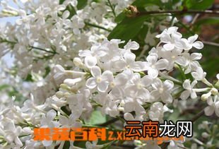 丁香的作用与功效,丁香的功效与作用