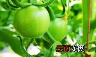 西红柿菜秧栽种注意事项 西红柿秧苗的种植方法