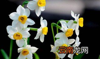 花寓意 花有什么寓意