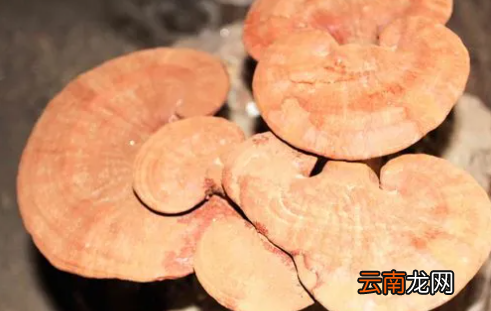 什么人适合吃灵芝孢子,什么人不能吃灵芝孢子