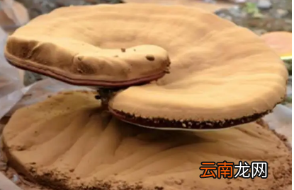 孢子灵芝的功效与作用及禁忌