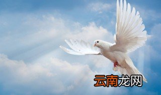 鸽子的寓意希望 鸽子的寓意是什么