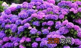 绣球花的寓意 绣球花的寓意是什么