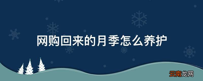 网购回来的月季怎么养护