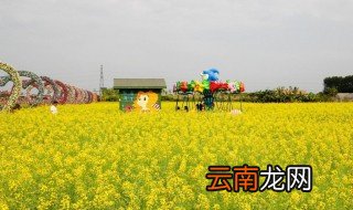 油菜花能用五彩缤纷形容吗 油菜花能不能用五彩缤纷形容