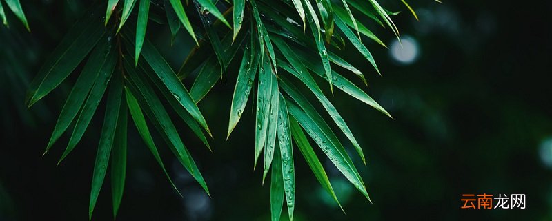 热带雨林气候 热带雨林气候特点