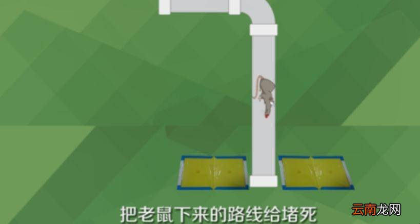 粘鼠板的正确使用方法