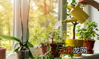 木本植物的生命周期分为哪几个时期 木本植物的生命周期介绍