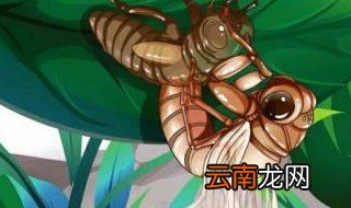 金蝉寓意 金蝉寓意是什么