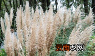 荻花的寓意 荻花的寓意有什么