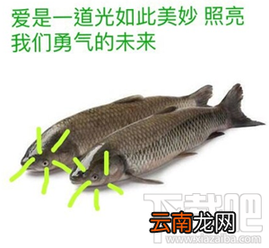 鱼诡异的光什么梗？鱼诡异的光是什么意思？