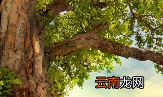 胎盘埋树下有什么寓意 胎盘埋树下的寓意
