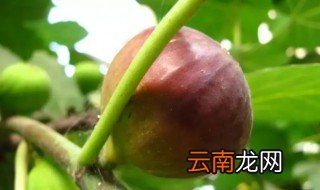 无花果树怎么种才能活，无花果树好种活吗