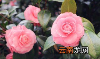 最大的花 最大的花有多大