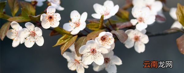 樱花是什么颜色 樱花是什么颜色的花