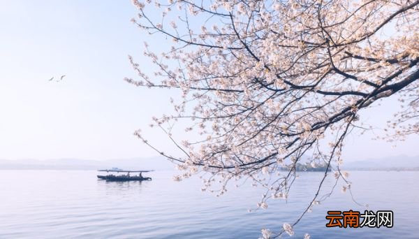 樱花是什么颜色 樱花是什么颜色的花