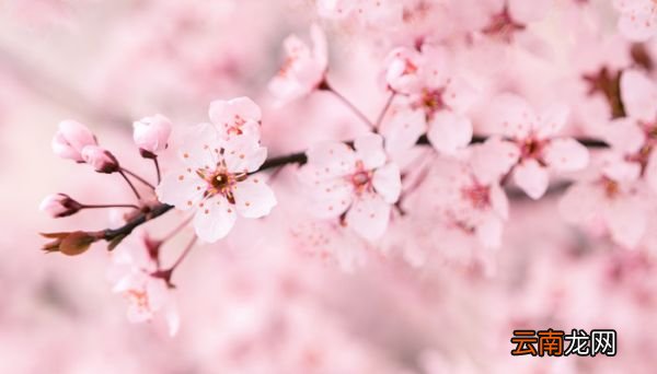 樱花是什么颜色 樱花是什么颜色的花