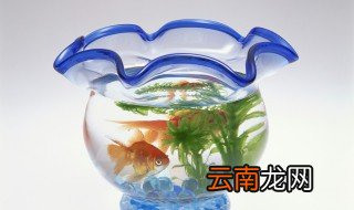 阳台放鱼缸有什么讲究，阳台上放鱼缸需要注意什么风水