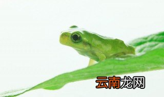 温水煮青蛙实验是谁做的 谁发明的温水煮青蛙
