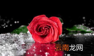 玫瑰花杆怎么种活 玫瑰花如何繁殖