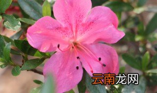 映山红怎么养才生根，映山红栽培技术生根