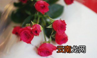 买的盆栽玫瑰花怎么养才不会枯萎 养殖玫瑰花怎么养才不会枯萎