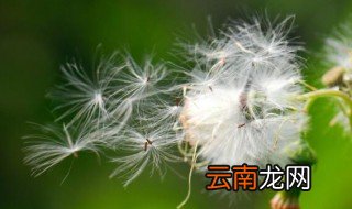 写植物传播种子的方法有哪些 写植物传播种子的方法有什么