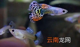 怎样养孔雀鱼的方法 怎么养孔雀鱼