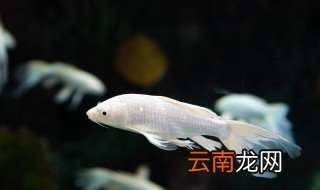 热带鱼天冷怎么养 热带鱼冬天怎么养