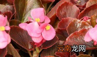 海棠花什么时候种植 海棠花适合什么季节种