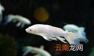 买回来的活鱼怎么养才不瘦 活鱼买回家怎么养