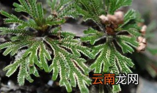 还魂草怎么养护? 还魂草怎么养