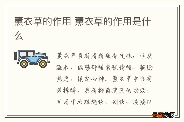 薰衣草的作用 薰衣草的作用是什么