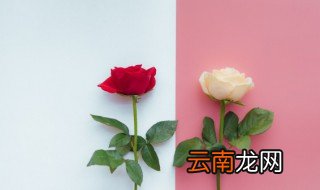 玫瑰枝怎么养才活 玫瑰花枝如何养活