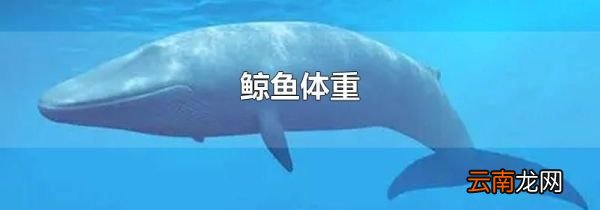 鲸鱼体重