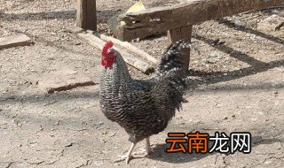 芦花鸡好养活吗 芦花鸡怎么养才嫩