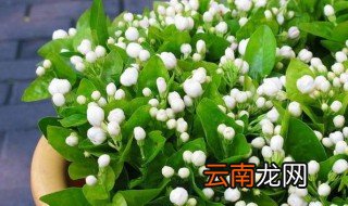 白茉莉种子怎么种 白茉莉种子的种植方法