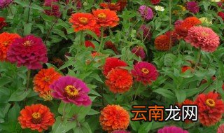 百日草怎么种，百日草怎么种植方法