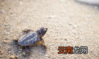 乌龟是甲壳动物还是软体动物 乌龟属于什么动物