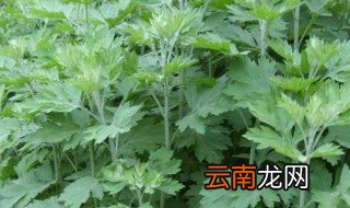 艾草怎么种 艾草种植