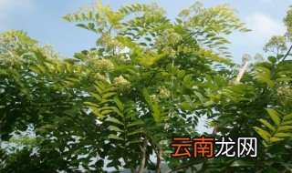 黄花梨怎么种植盆栽 黄花梨怎么种