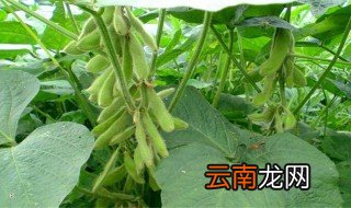 毛豆怎么种植价值产量高 毛豆怎么种