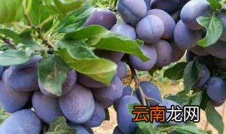 西梅怎么种才能发芽 西梅怎么种