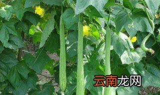 怎么种丝瓜 怎么种丝瓜结的多