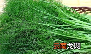 茴香怎么种，茴香怎么种易出苗